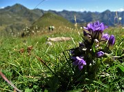 42 Genzianella germanica (Gentianella germanica) con Mincucco